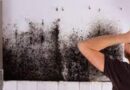Mold Inspection in Tampa, Florida